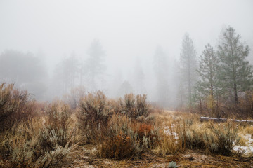 Obraz na płótnie Canvas foggy winter morning in the mountains 