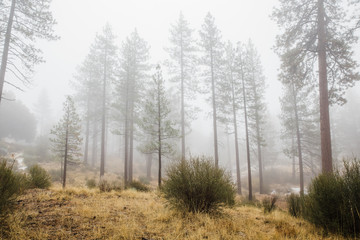 foggy winter morning in the mountains 