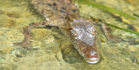 Young crocodile (Crocodylus acutus ) in its habitat waters in wild Panama rain forest river.
