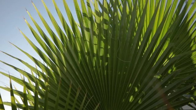Lens flare through the palm tree