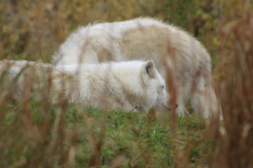 wolf behind grass