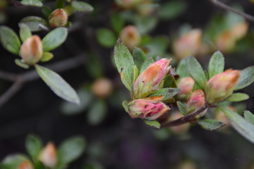 Sam's Photography Service Pictures 