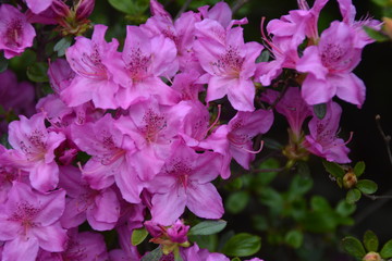 Sam's Photography Service Pictures 