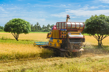Obraz premium Combine harvester in action on rice field. Harvesting is the process of gathering a ripe crop