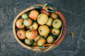 Apfelernte im Herbst  mit Apfelkorb