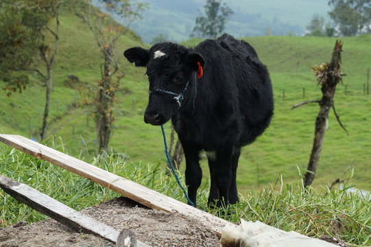 Ternera Holstein colombiana en Pacho