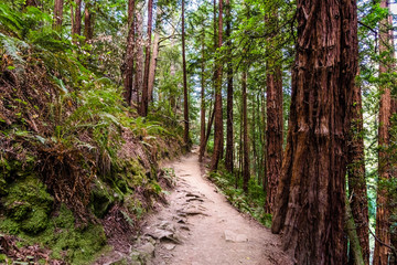 Fototapeta na wymiar Hiking trail through the redwood forests of Muir Woods National Monument, Marin County, north San Francisco bay area, California