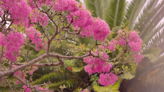 Arupo o Jacaranda tree on tropical country