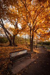 bench in the park