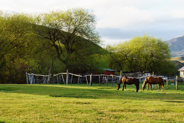 horses grazing on green field