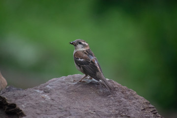 Sparrow (Just a bird) 