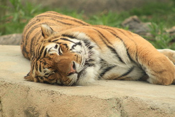 Obraz premium Bengal Tiger