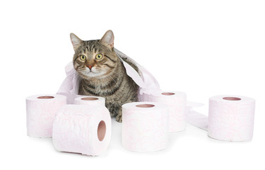 Cute cat playing with rolls of toilet paper on white background