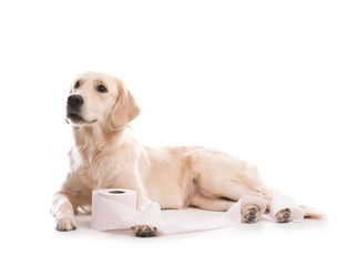 Cute dog playing with roll of toilet paper on white background