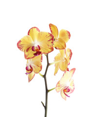 Obraz na płótnie Canvas Branch with beautiful tropical orchid flowers on white background
