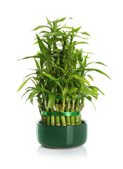 Fototapeta premium Pot with green bamboo on white background
