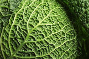 Fototapeta premium Green leaf of savoy cabbage as background, closeup