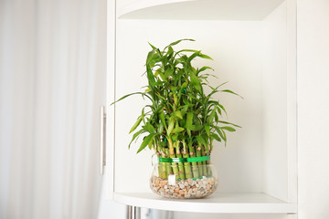 Green bamboo in glass bowl on shelf in room