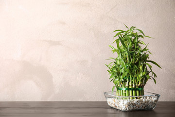 Green bamboo in glass bowl near color wall. Space for text