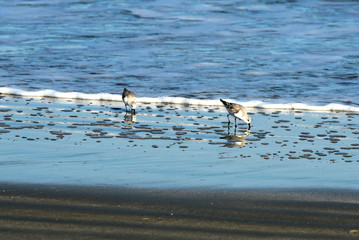 A closeup of sand pipers at the edge of the surf at the Atlantic Ocean.
