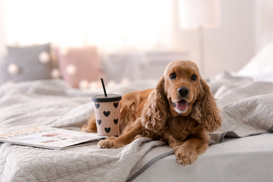 Cute Cocker Spaniel Dog On Bed At Home. Warm And Cozy Winter