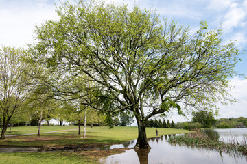 Gnarled Tree at the Edge of a Country Pond in Early Spring Verdant and Green