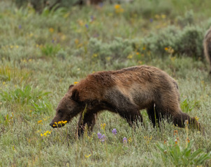 Grizzly Cub Searches for Food
