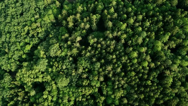 Drone looking down on the treetops of a dense forest, great background for text