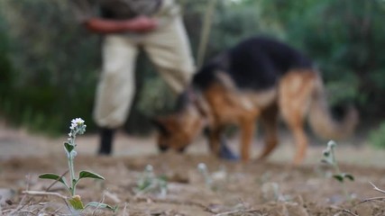 An army search dog sniffs out and finds something in the woods