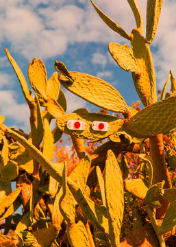 Eyes On Cactus