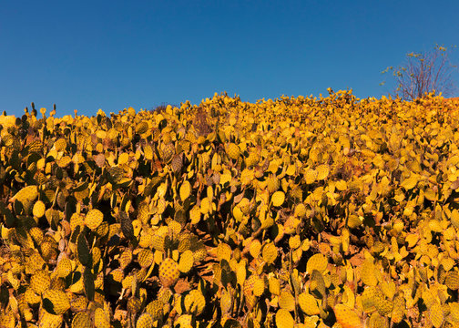 Cactus Landscape