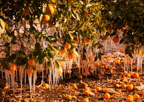 Frozen Oranges in Ojai California