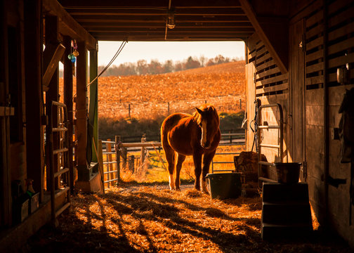 Horse In Barn