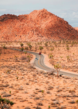 Cars on road in through Joshua trees in desert