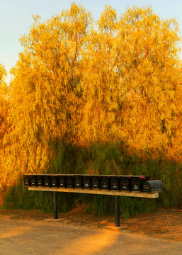 Mailboxes With Yellow Tree
