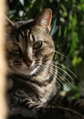 Portrait of a tabby cat.