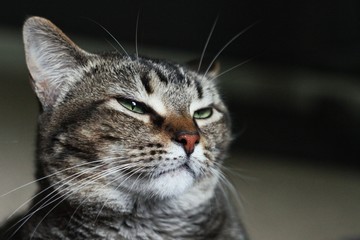 Portrait of a tabby cat.