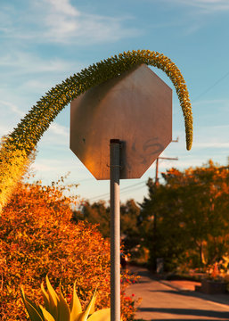 Stop Sign With Plant