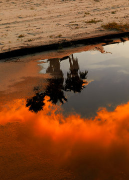 Palm Trees During Sunset Reflection