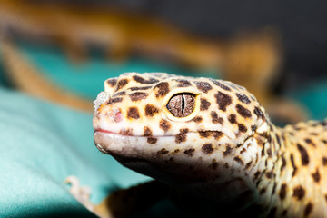 Gecko Closeup with Focus on the Reptilian Eyes