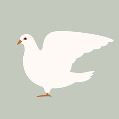  dove   bird  vector illustration flat style  profile