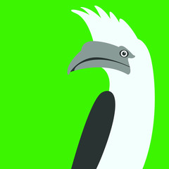  white - crested hornbill bird vector illustration