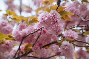 Obraz premium Close up of beautiful pink sakura flowers
