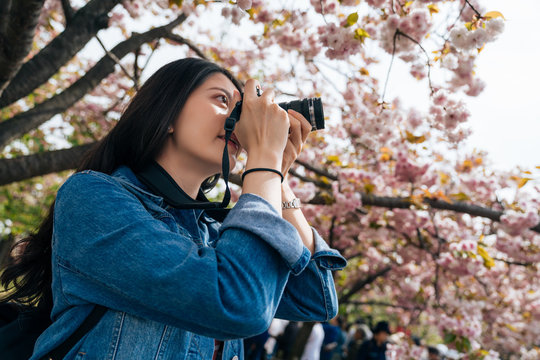 woman taking photo of the pink cherry blossom.