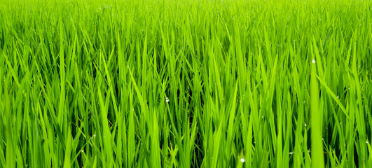 beautiful rice field in the morning with dew drops water