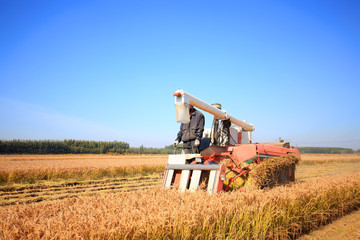 Harvester machine is harvesting rice