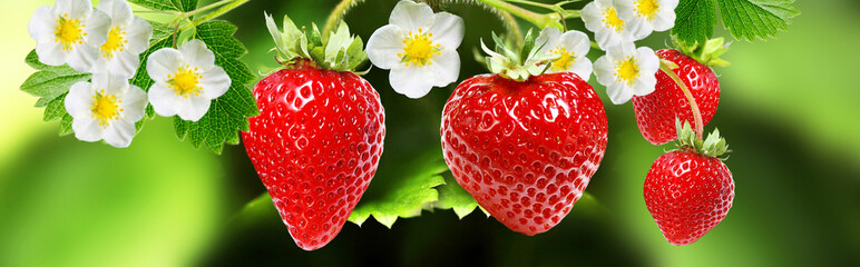 blooming garden plant strawberry witch tasty berries © red150770