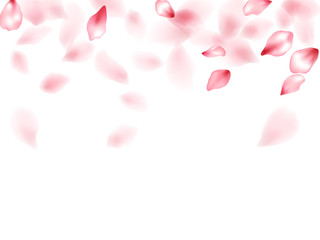 Pink sakura flower flying petals isolated on white