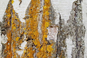 Unique original natural pattern on birch bark damaged by natural atmospheric phenomena. Deep...