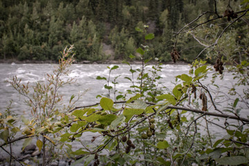 Alaska River in the Forest